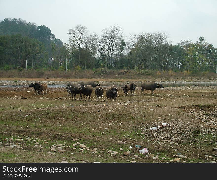 Many cows in the village. Many cows in the village.