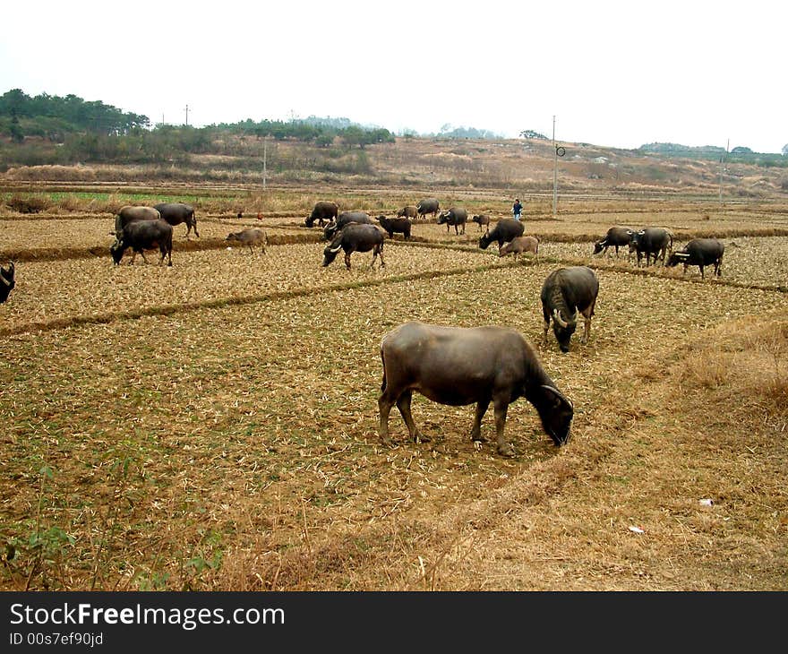 Many cows in the village. Many cows in the village.