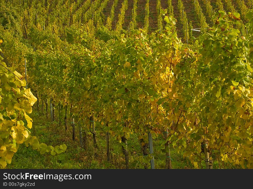 Wineyards at the German Mosel