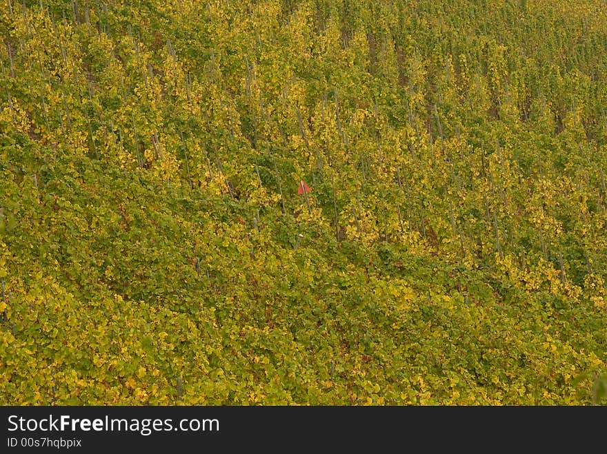 Wineyards at the German Mosel