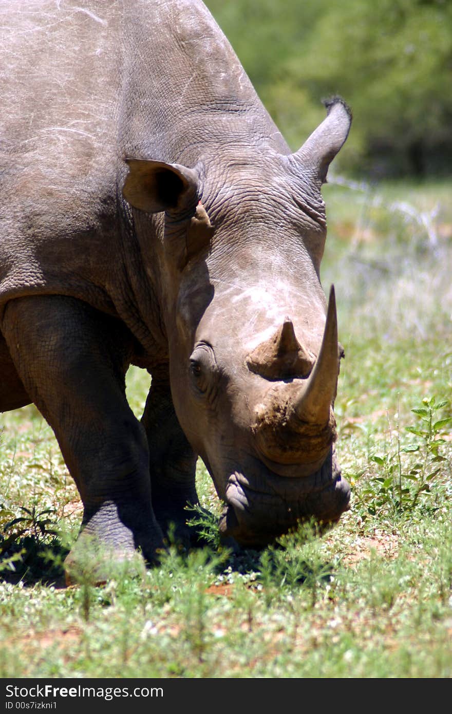 White Rhino grazing on grass in the Mabalingwe Reserve (South Africa). White Rhino grazing on grass in the Mabalingwe Reserve (South Africa)