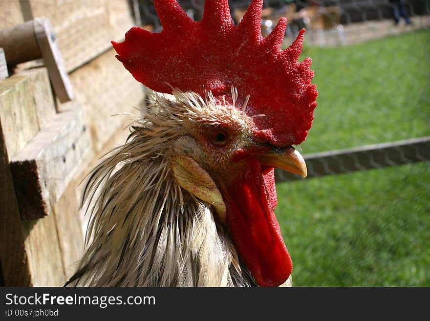 Cockerel head profile in a farmyard