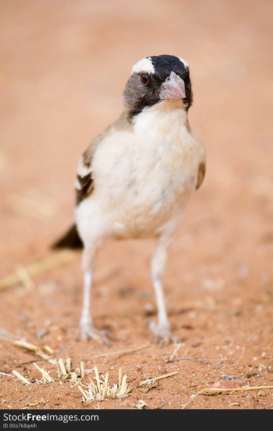 African bird of the family of sparrows