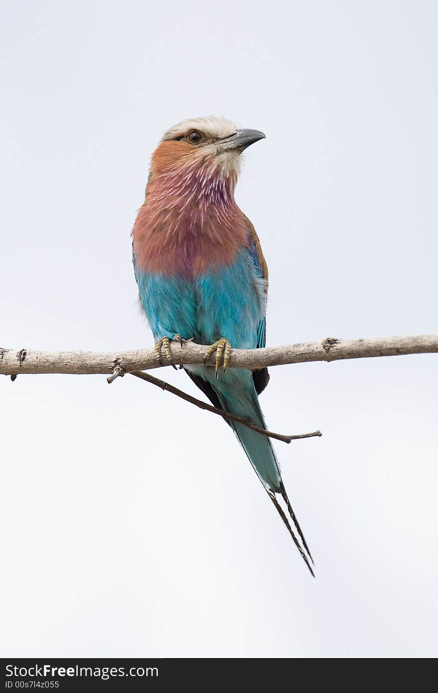 Colouring African bird