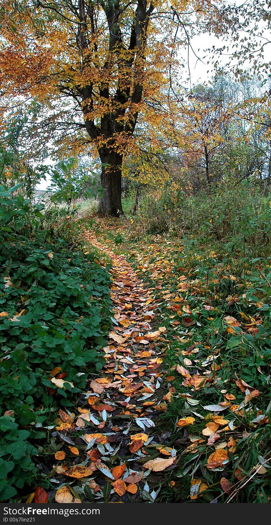 A footpath covered with autumn leaves. A footpath covered with autumn leaves.