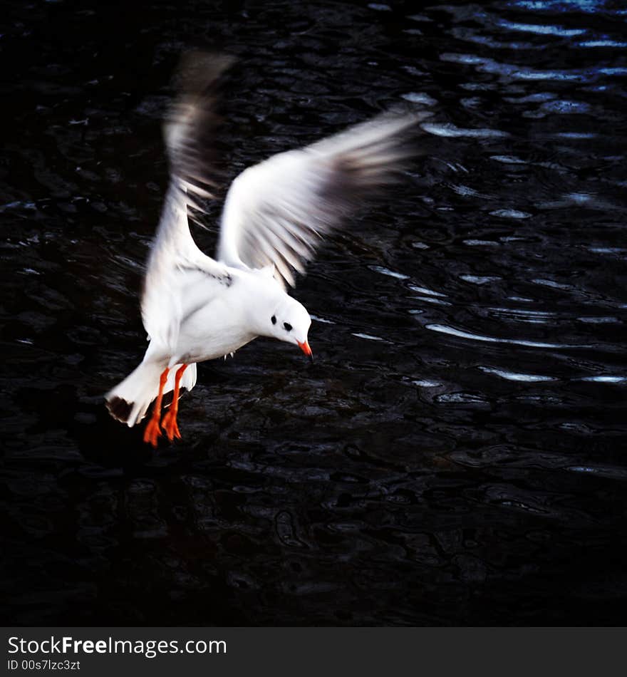 A seagull hovering looking for food over water