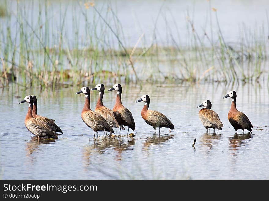 Family of Ducks