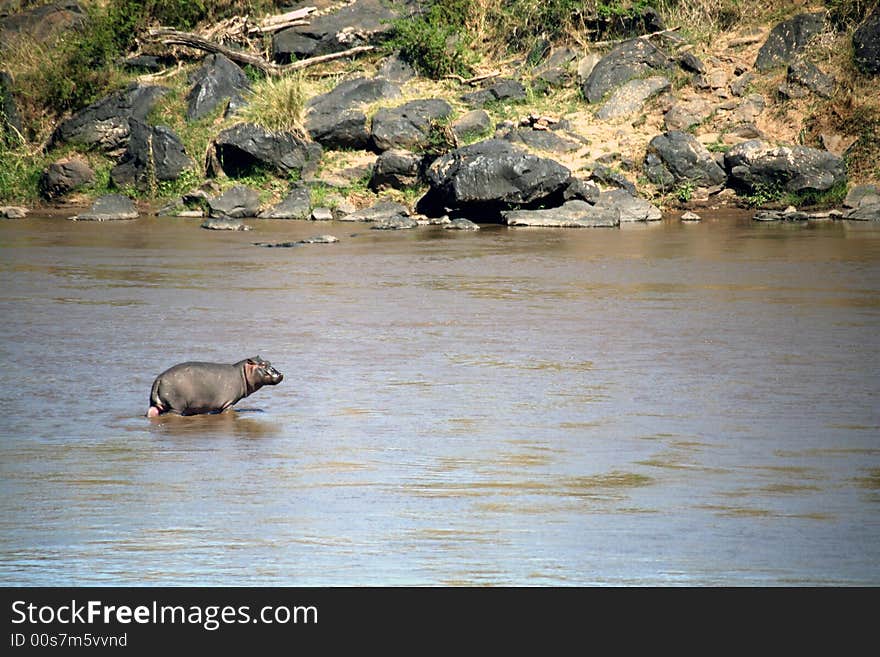 Hippo Juvenile Crossing the Mara River (Masai Mara; Kenya). Hippo Juvenile Crossing the Mara River (Masai Mara; Kenya)