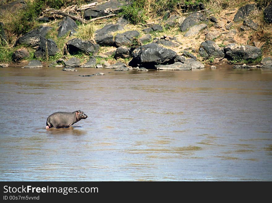 Hippo (Kenya)