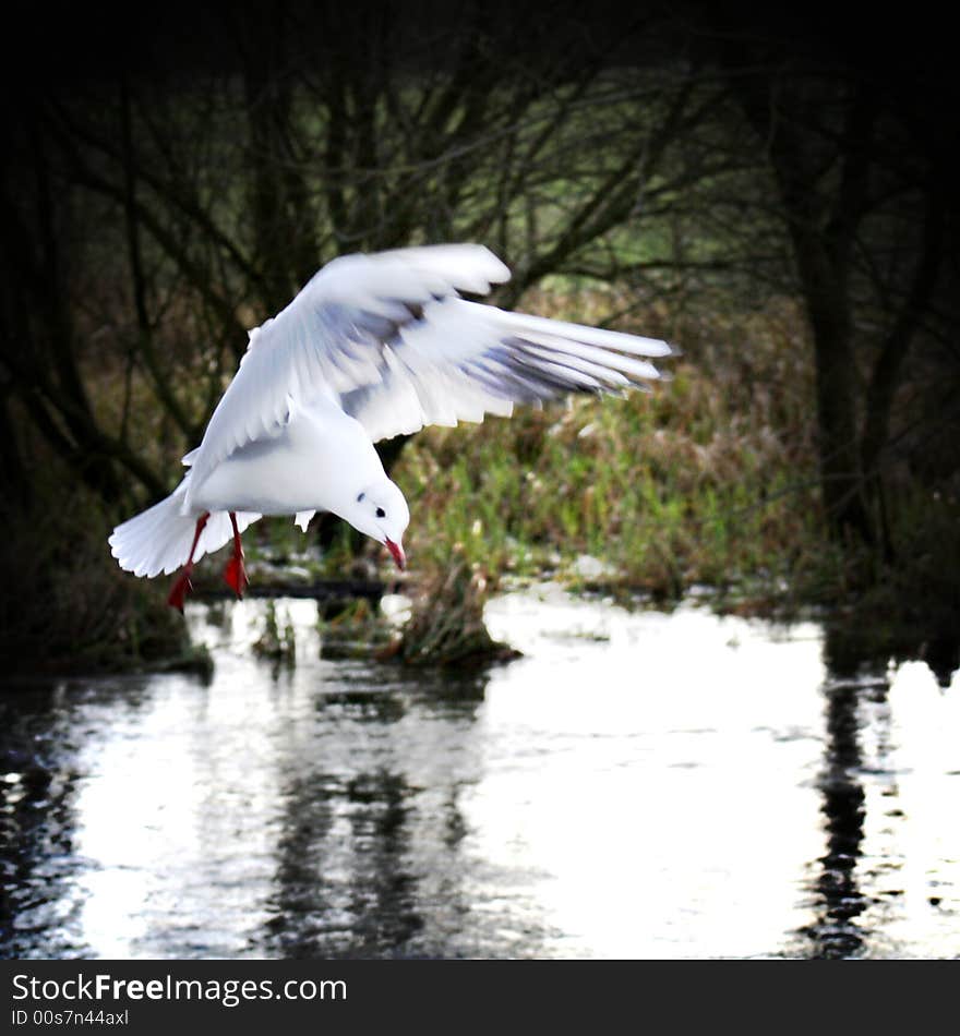 A seagull hovering looking for food over water