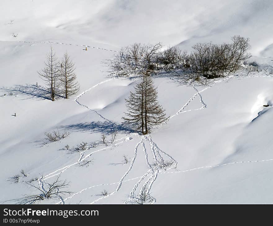 Plants and trees in snow