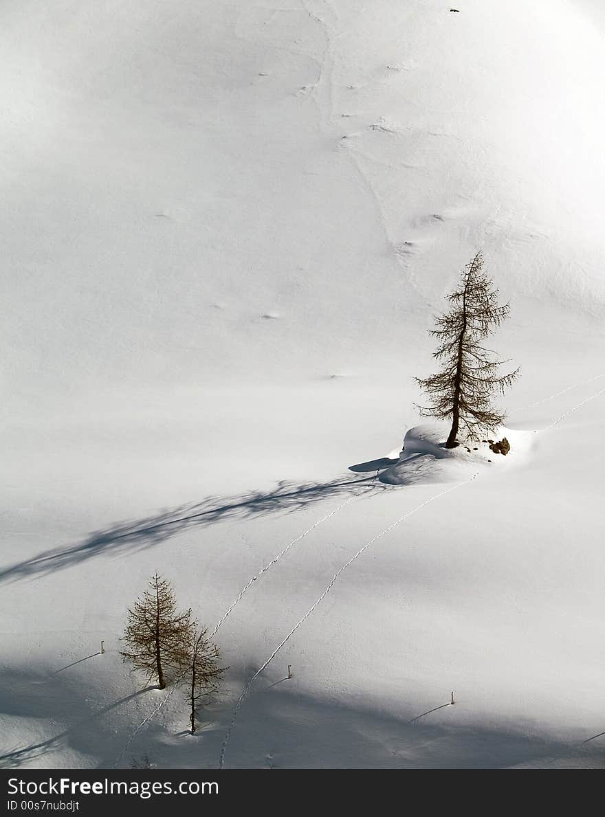 Plants and trees in snow. Plants and trees in snow