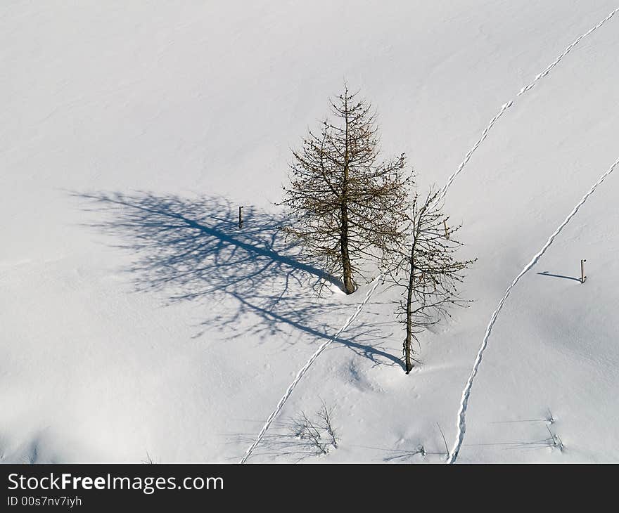 Plants and trees in snow. Plants and trees in snow