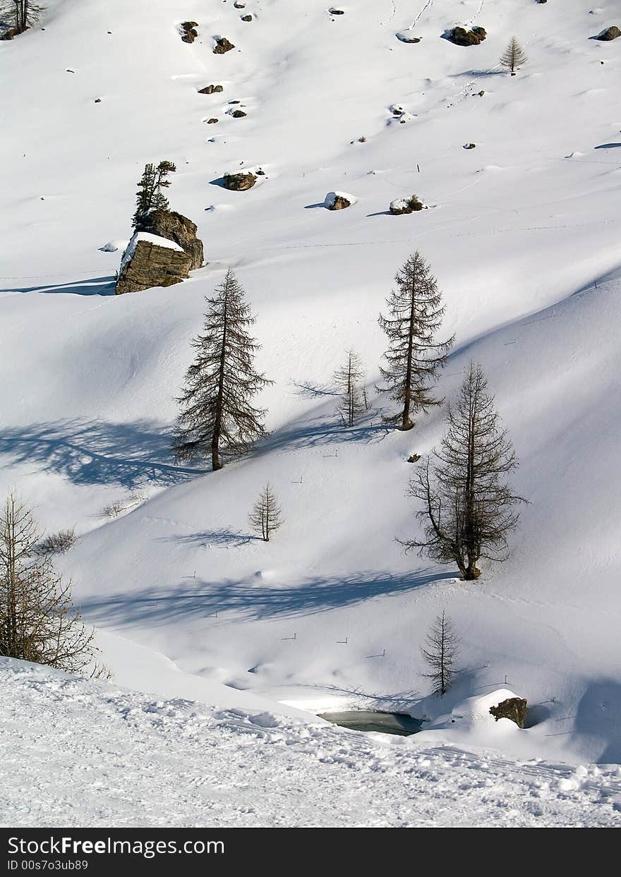 Plants and trees in snow. Plants and trees in snow