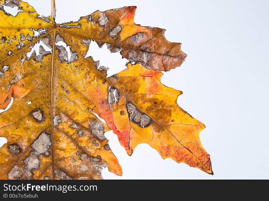 Colorful fall leaf of a tree damaged by aches outdated Cold. Colorful fall leaf of a tree damaged by aches outdated Cold