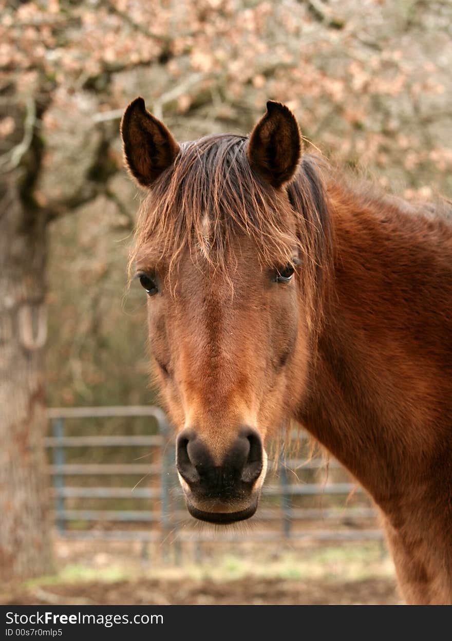 Arabian mare with tree and fence in background. Arabian mare with tree and fence in background