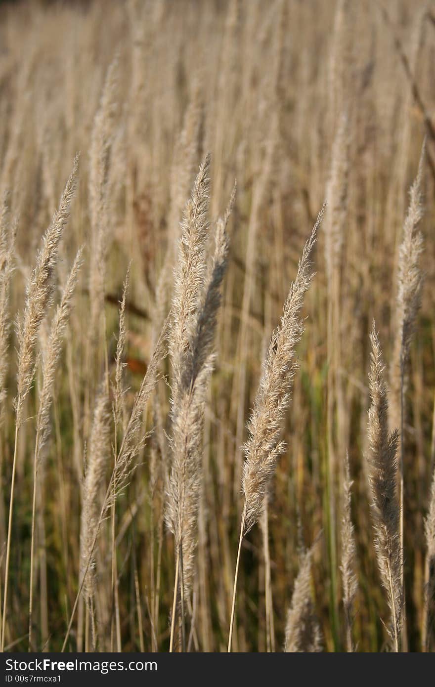 Dry marsh herb autumn bulrush. Dry marsh herb autumn bulrush