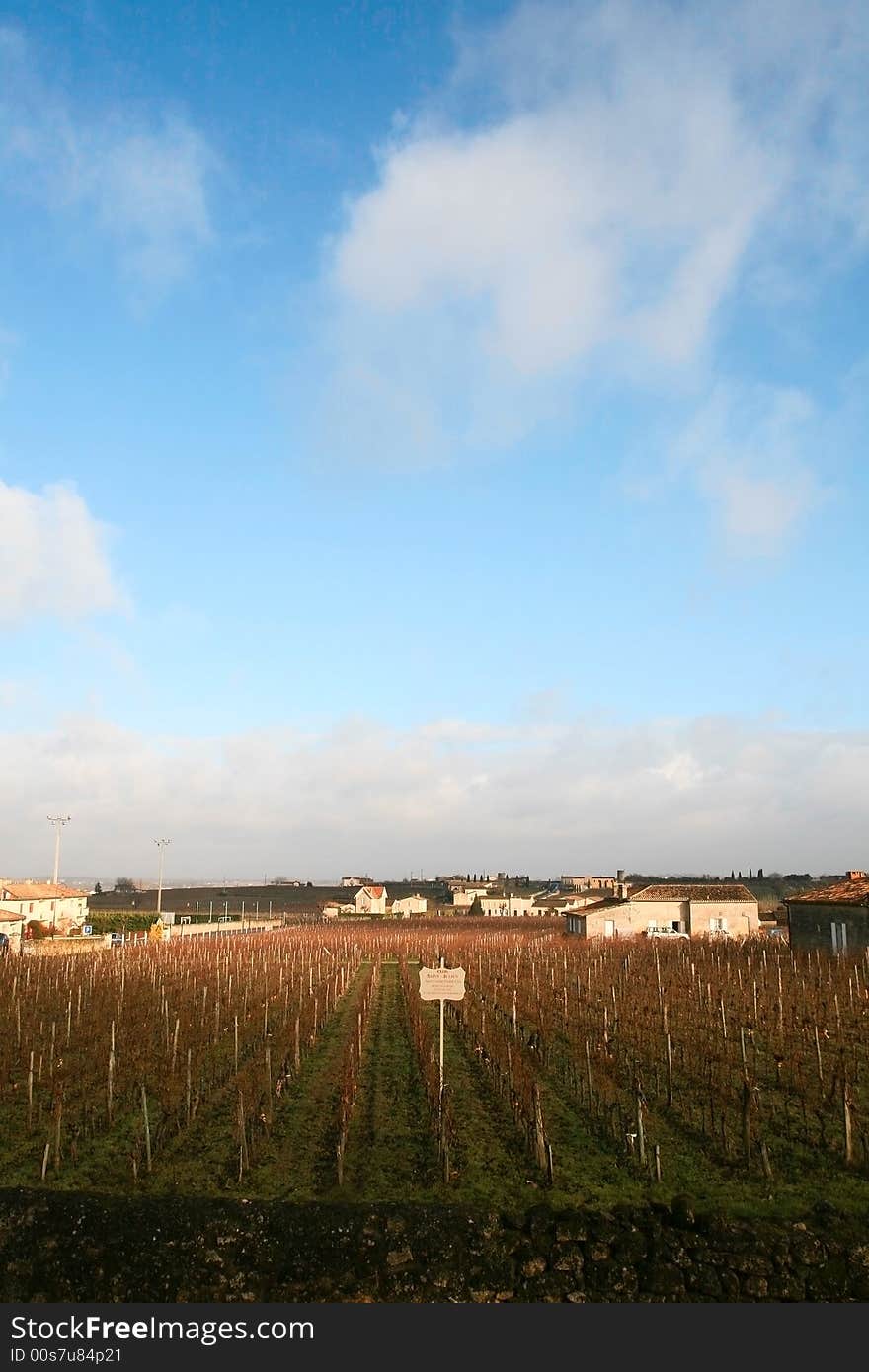 Grape Field