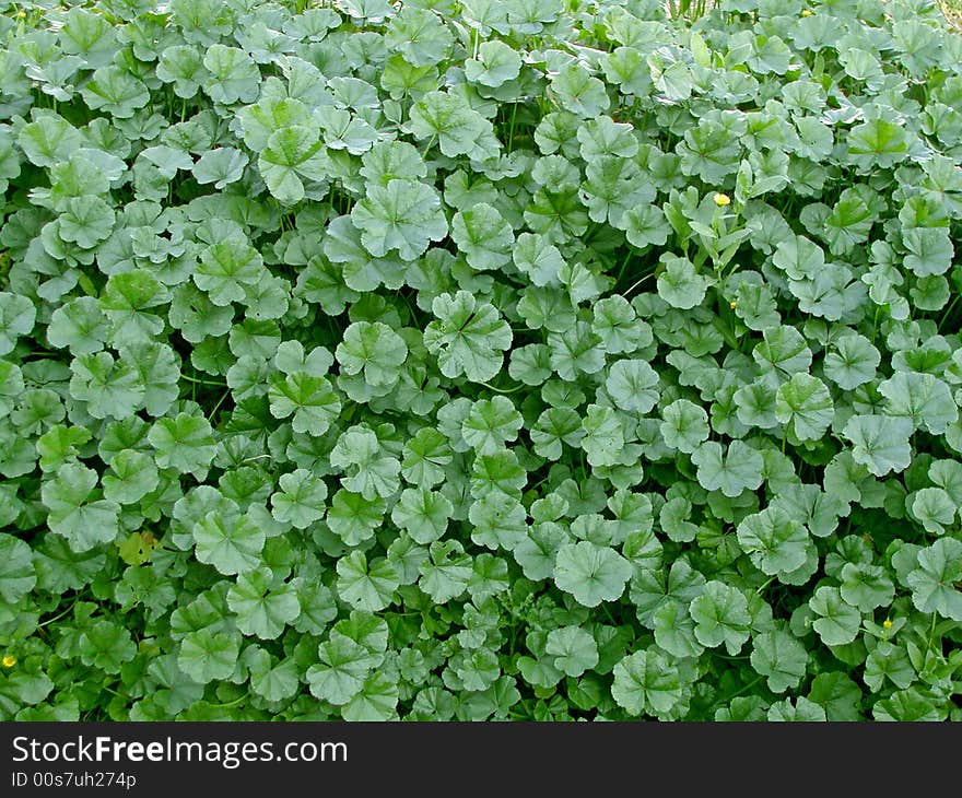 Leaf of herb in wild life. Leaf of herb in wild life