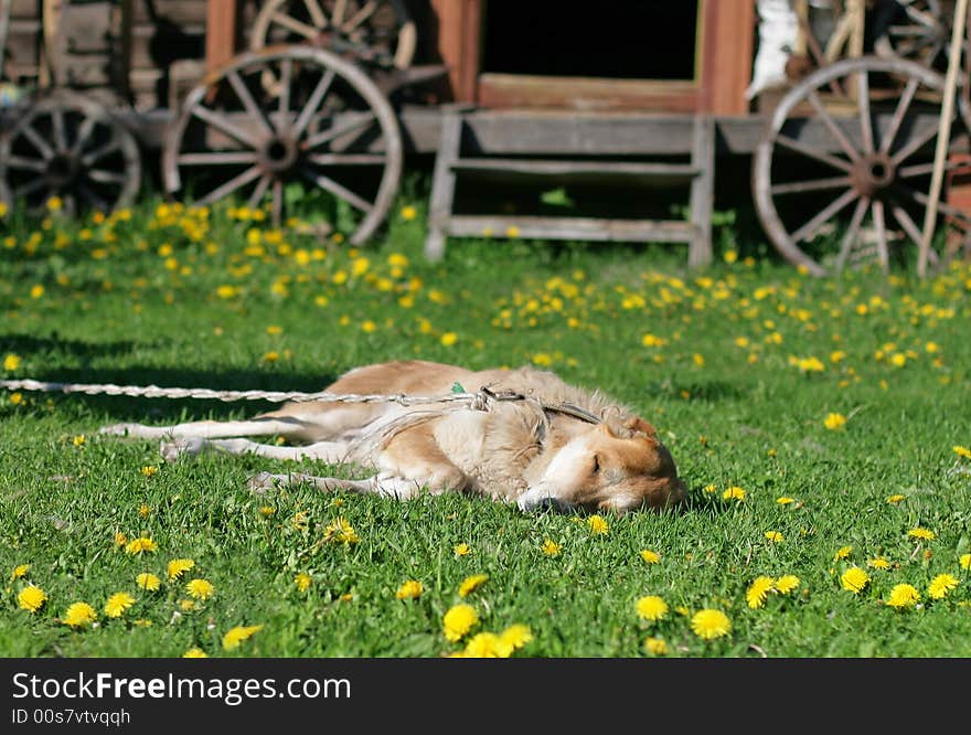 Dog sleeping on a green meadow. Dog sleeping on a green meadow