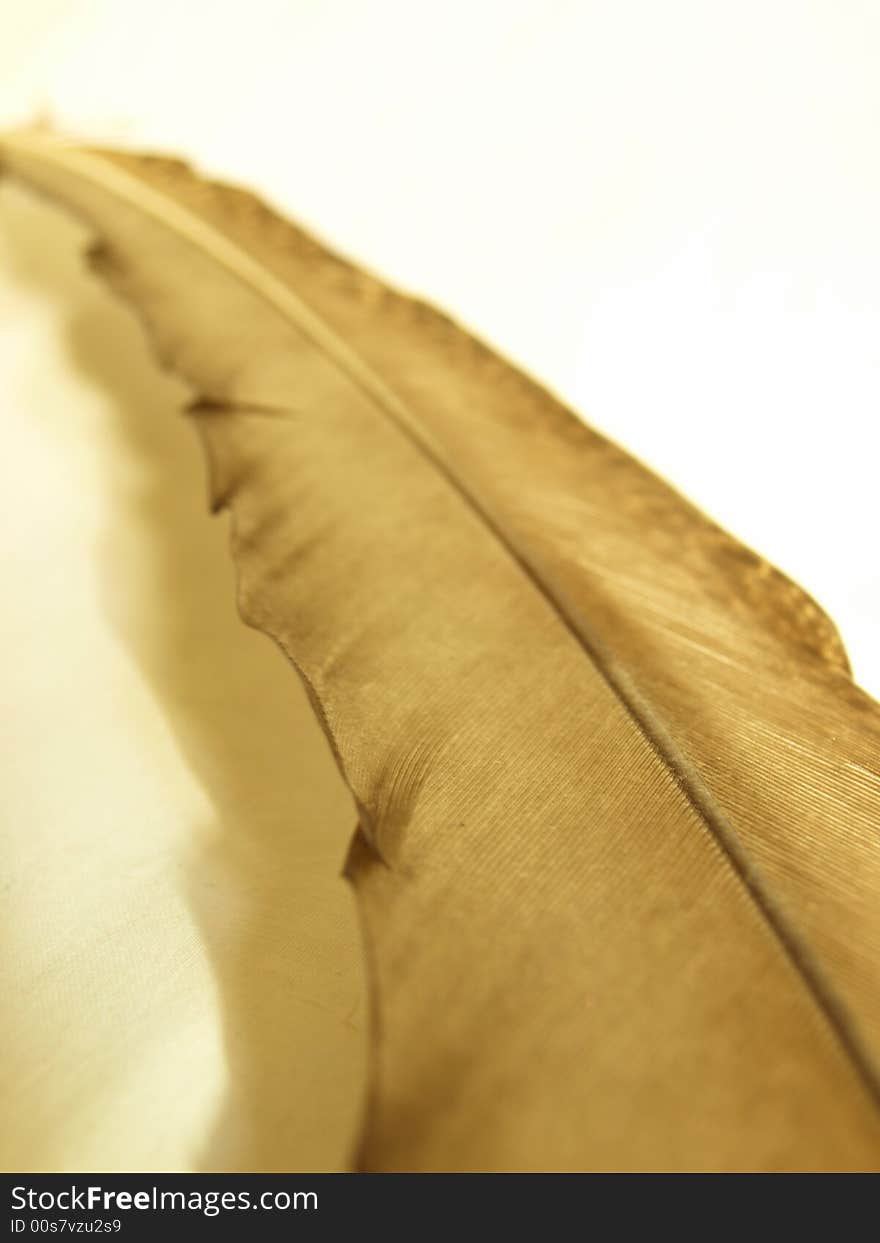 Pheasant feather