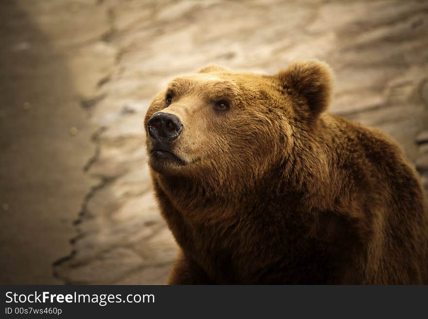 Brown Bear 1