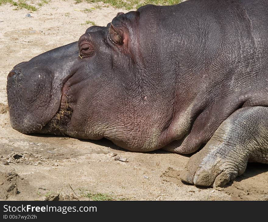 Hippopotamus