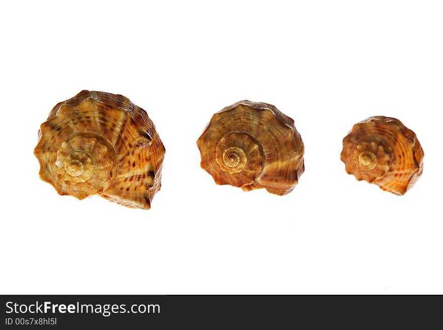 Three shells on white background