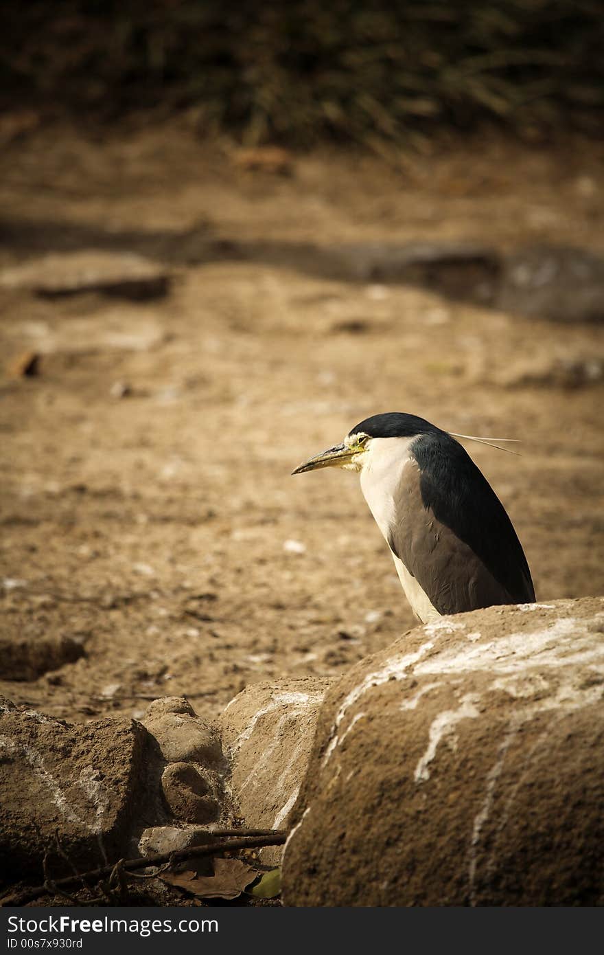 A Bird like penguin