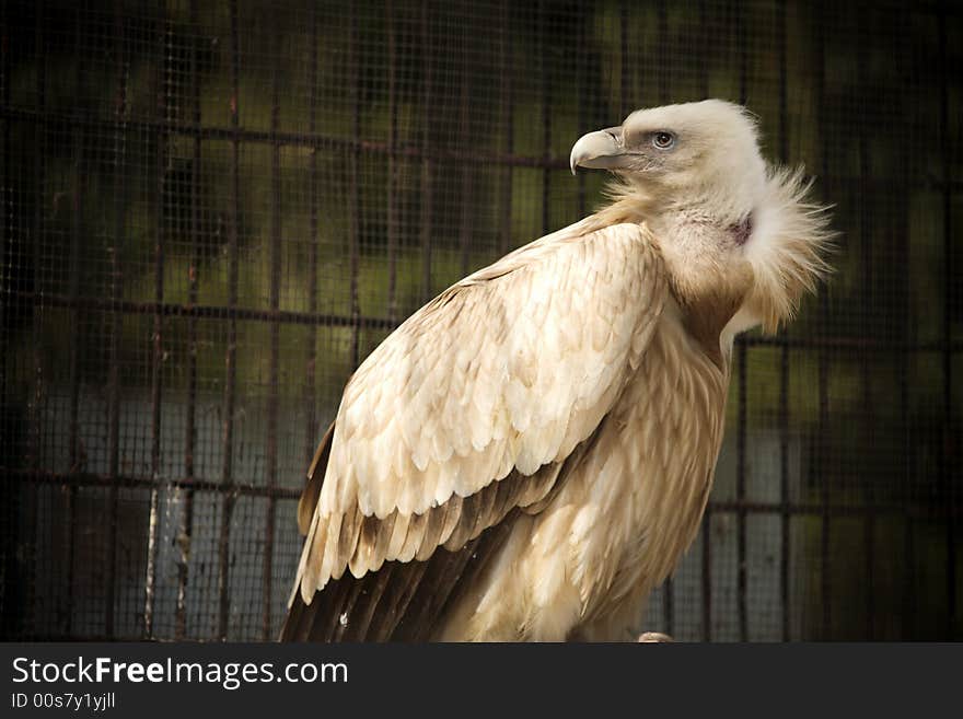 A white condor in Shanghai Zoo