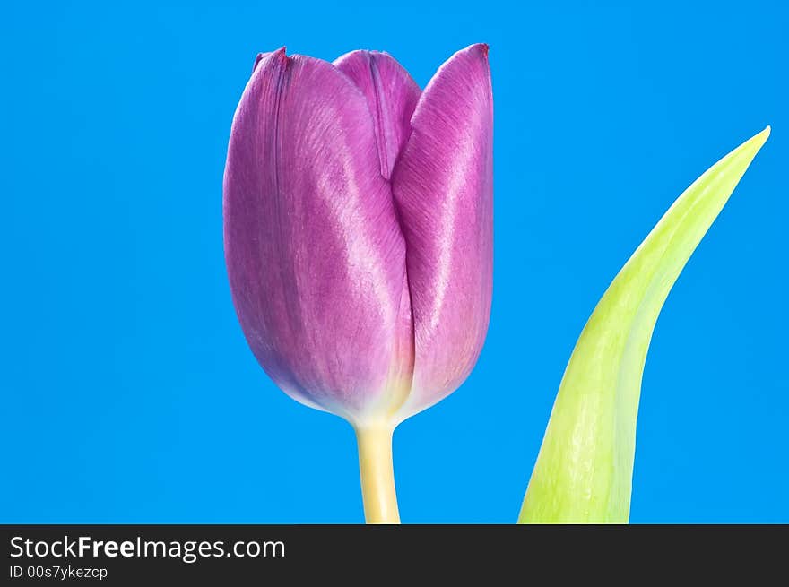 Close up on purple tulip on blue background