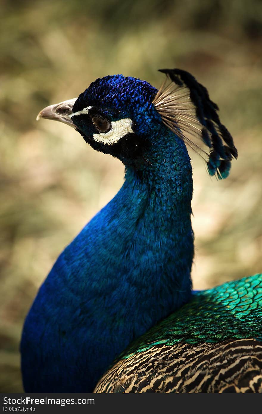 Peafowl