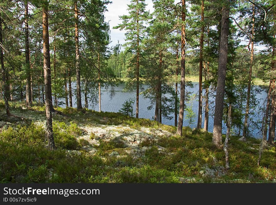 Forest lake in the summer