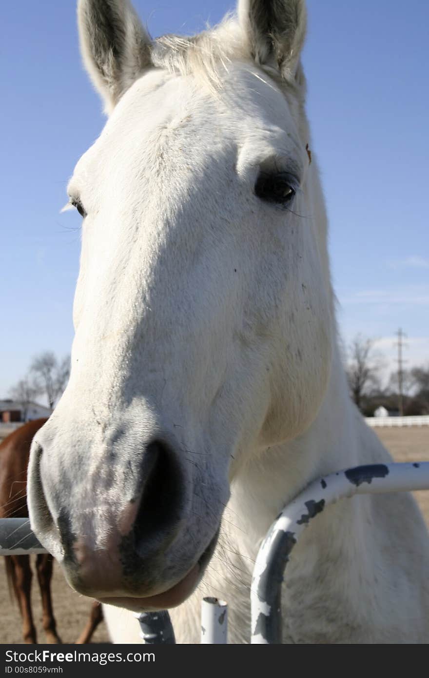 Horse- farm animal, head of whitehorse