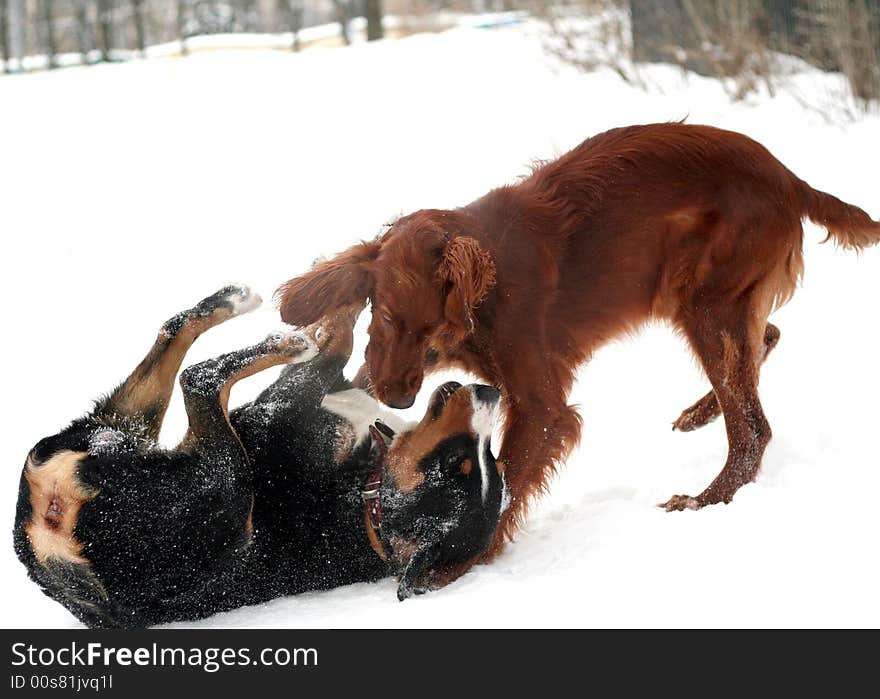 Dogs are playing. It`s nice winter day. It`s time for intresting play. Dogs are playing. It`s nice winter day. It`s time for intresting play.