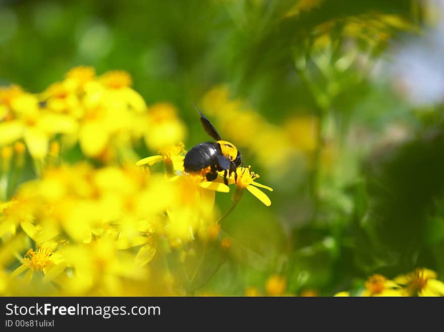 Close up of a black bee spreading wings, standing on yellow flower collecting nacter, in a filed of yellow blossoming flowers, blury background, side view. Close up of a black bee spreading wings, standing on yellow flower collecting nacter, in a filed of yellow blossoming flowers, blury background, side view