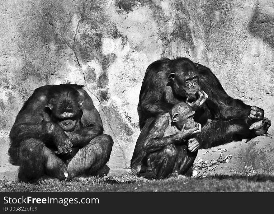 Chimpanzees family on a zoo , black and white