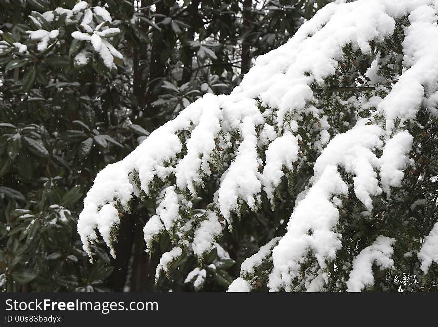 A fresh snow fall on a green fir branch. A fresh snow fall on a green fir branch