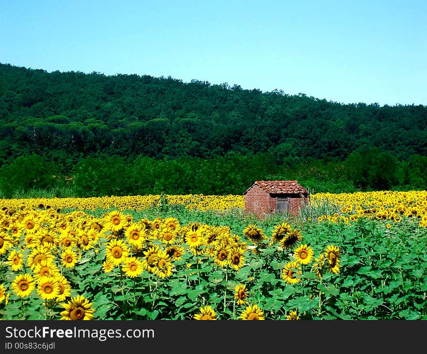 Sunflowers