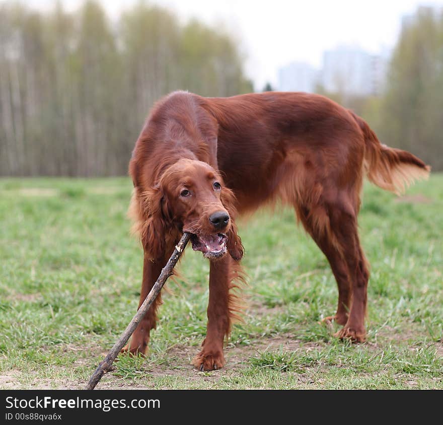 Tasty branch