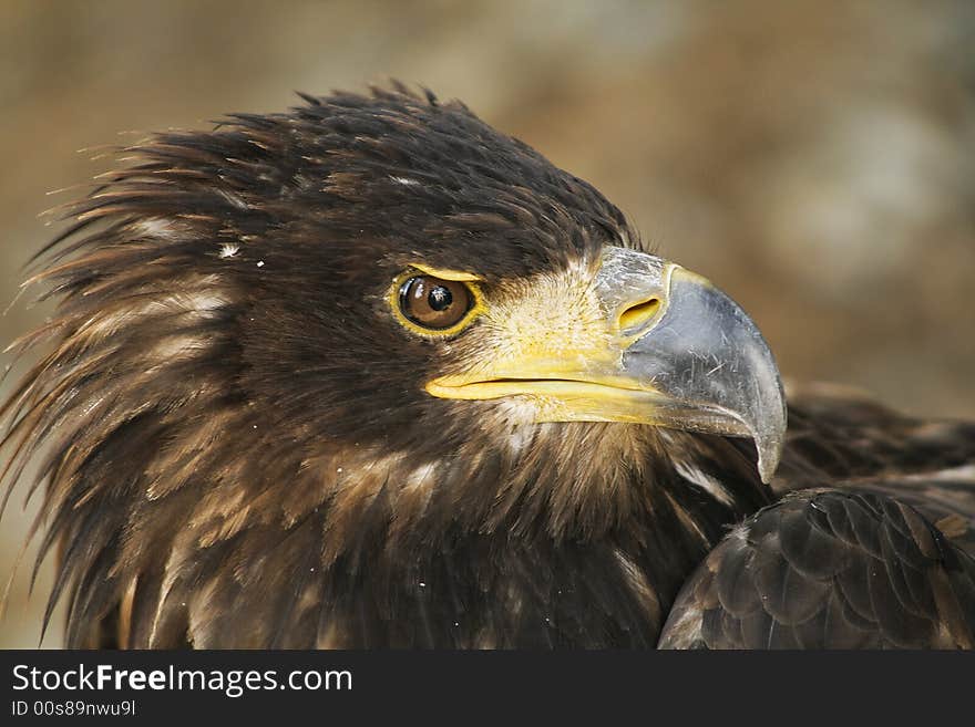 Golden eagle