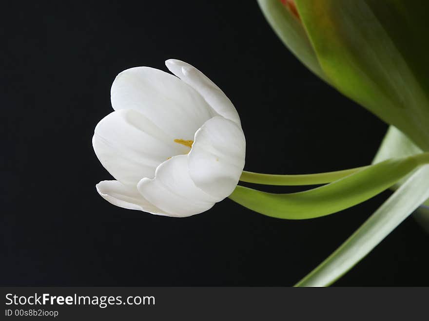 Gentle white tulip