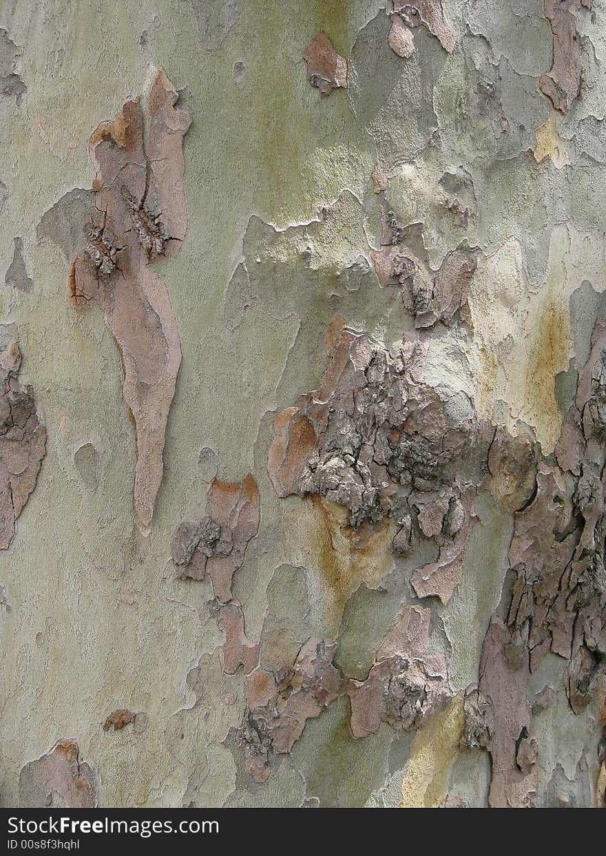 Vertical bark on tree