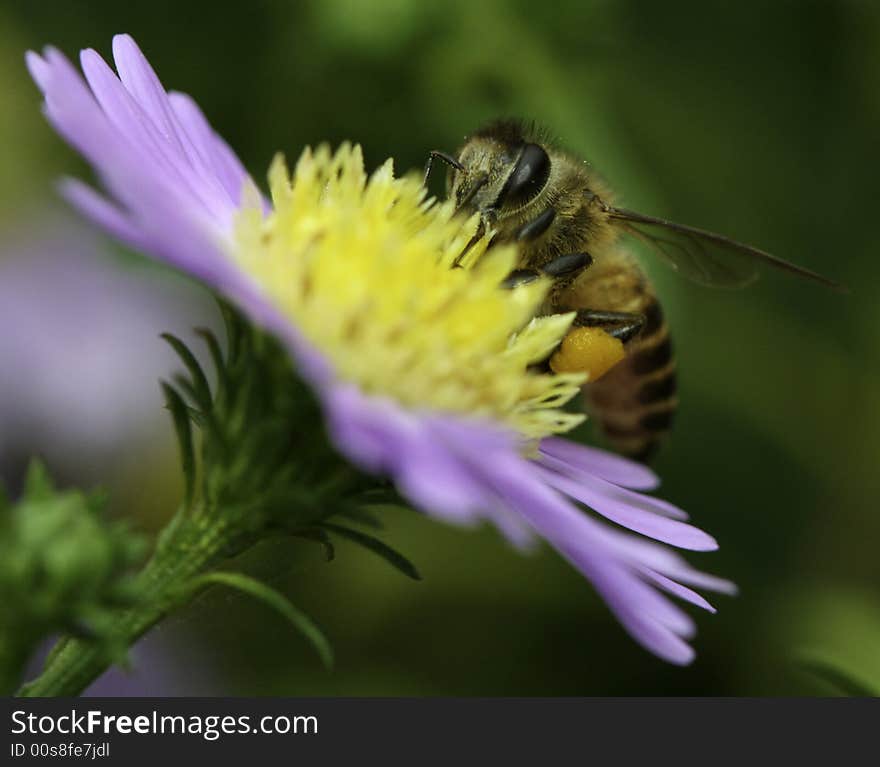 A worker bee on a flower