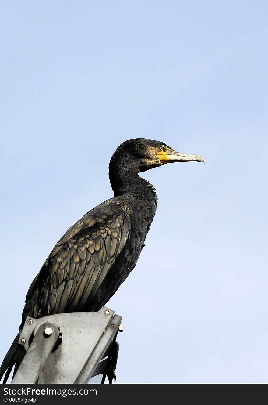 Cormorant on a lamp