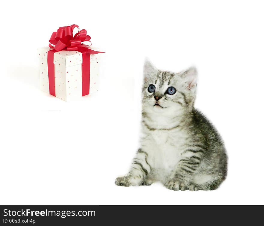 Grey kitten with present on white background. Grey kitten with present on white background