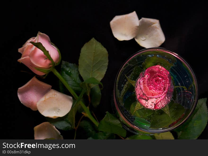 Still-life With Roses