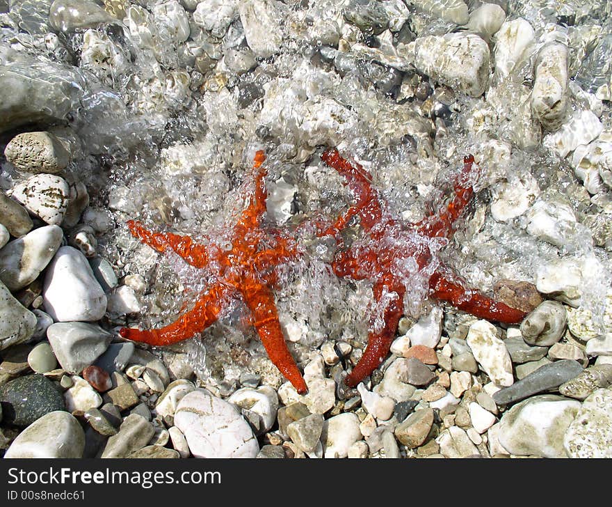 Two Starfish