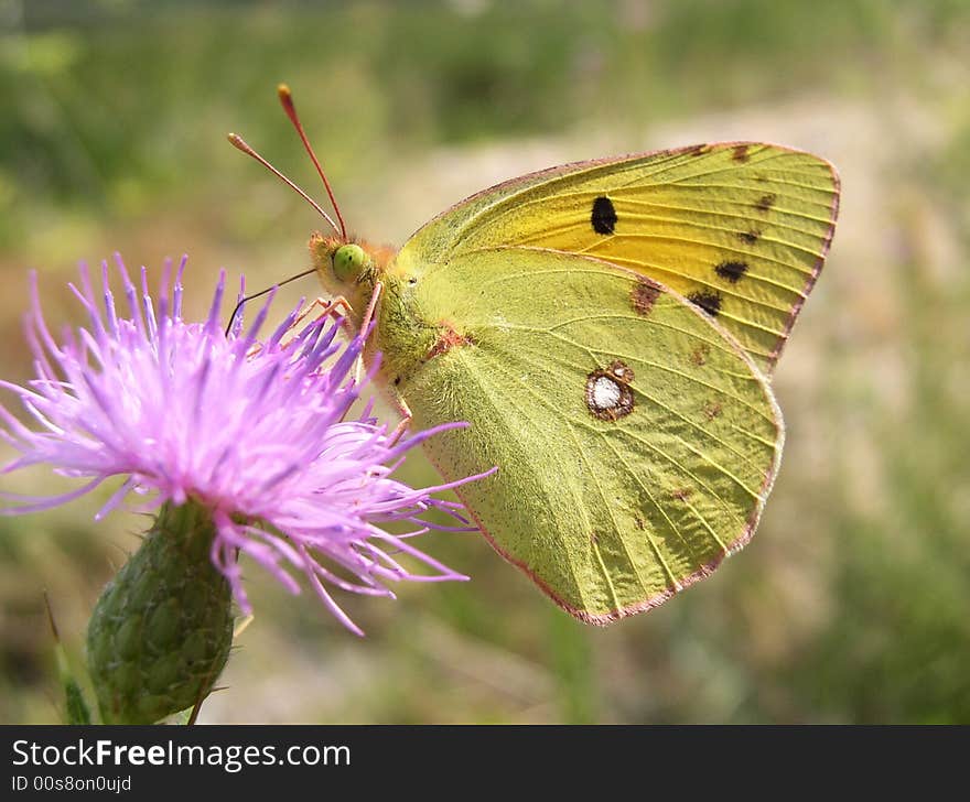 Balkan Clouded Yellow