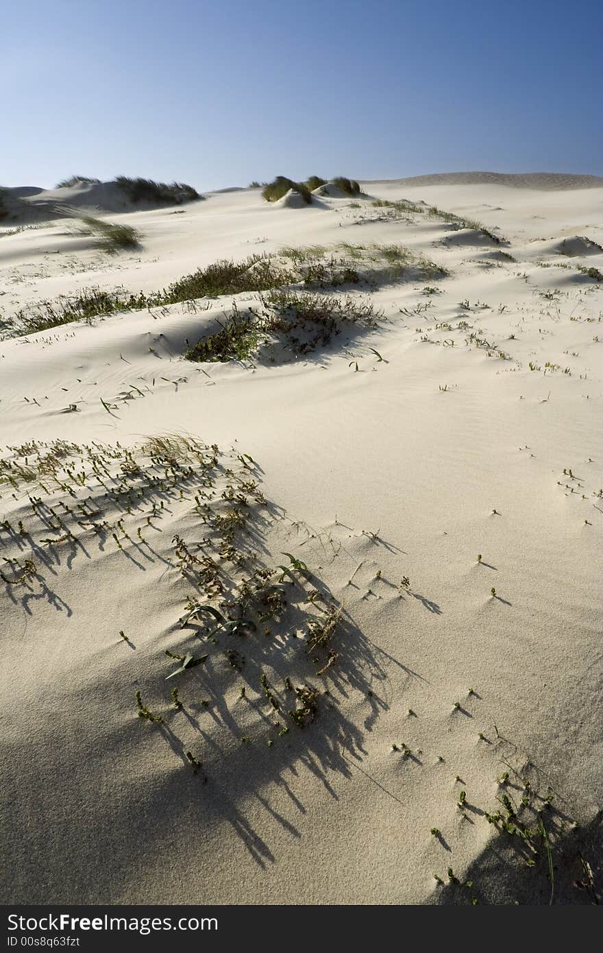 Sand dune with seagrass growing on it against a blue sky